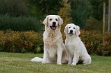GOLDEN RETRIEVER 914